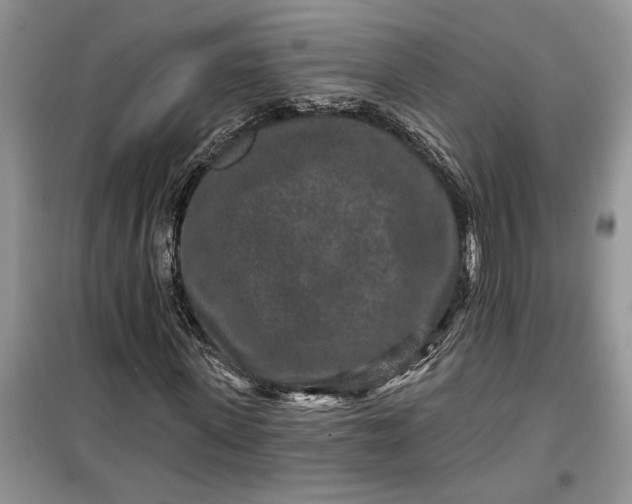 X0000099500915200805291124