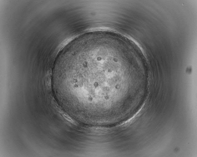 X0000099500921200805291125