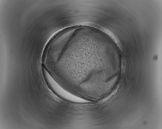 X0000099500924200805291125