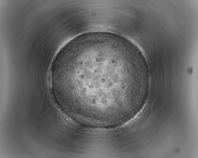 X0000099500925200805291125