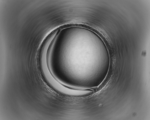 X0000099500926200805291125