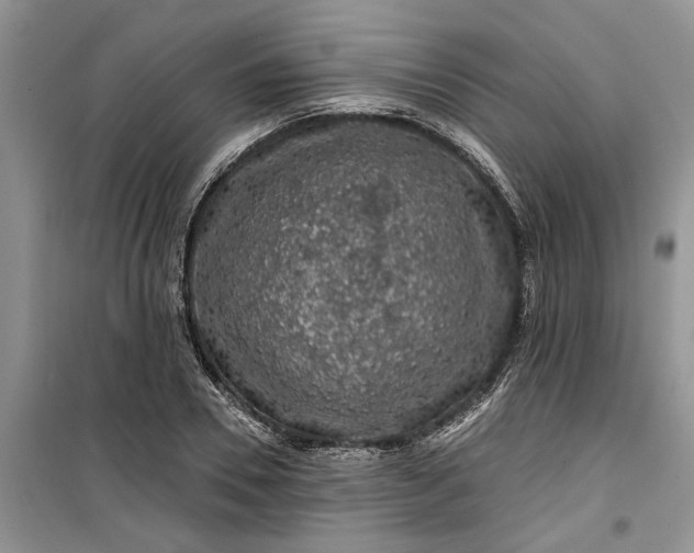 X0000099500930200805291125