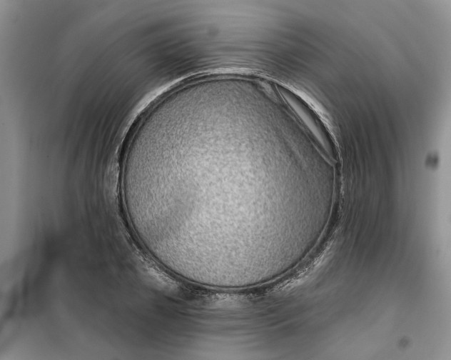 X0000099500933200805291125