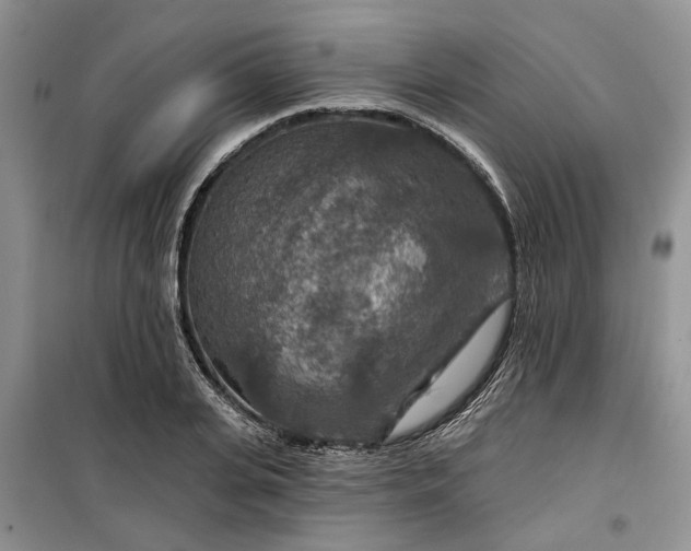 X0000099500935200805291125