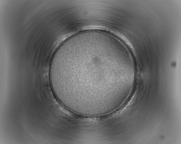 X0000099500937200805291125