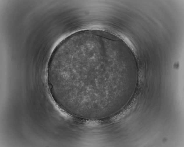 X0000099500944200805291125