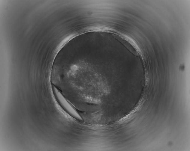 X0000099500946200805291125