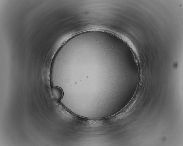 X0000099500954200805291125