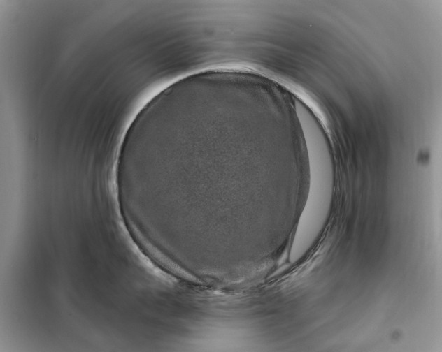 X0000099500959200805291125