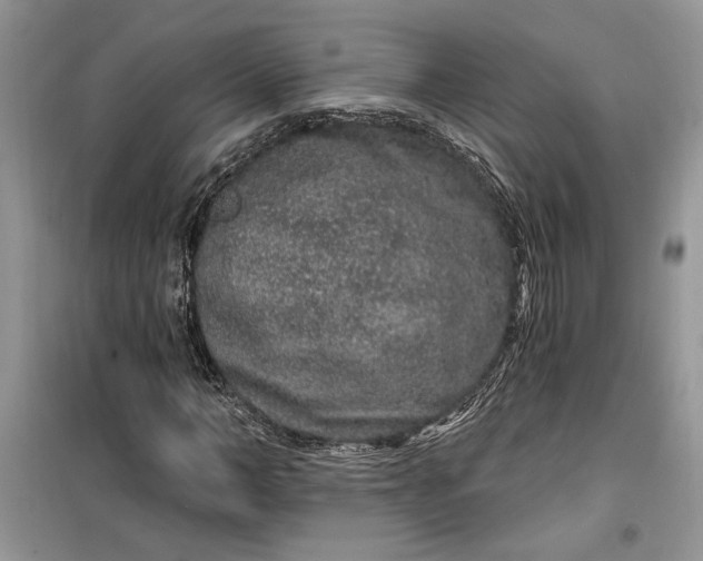 X0000099500966200805291124