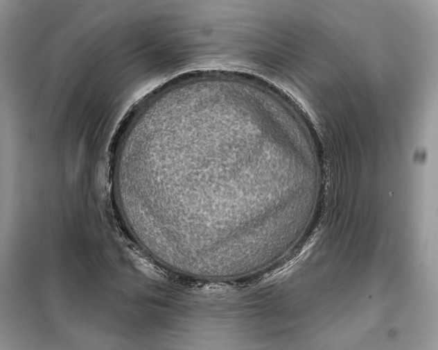 X0000099500974200805291124