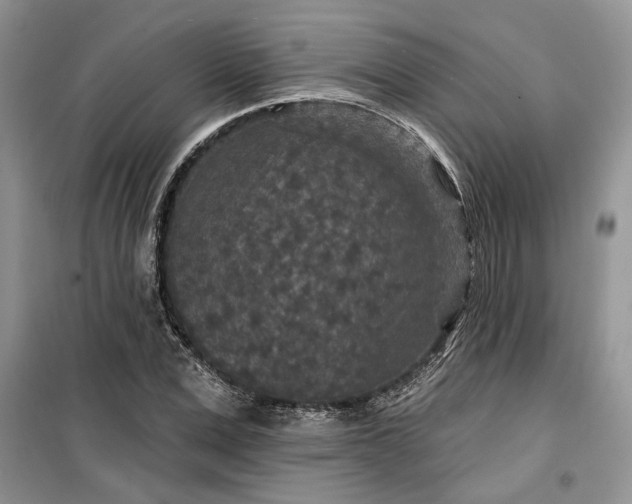 X0000099500975200805291124