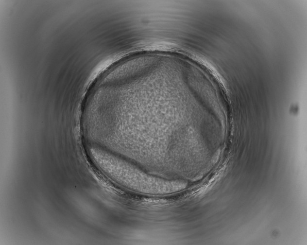 X0000099500978200805291124