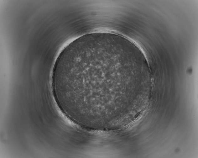 X0000099500995200805291124