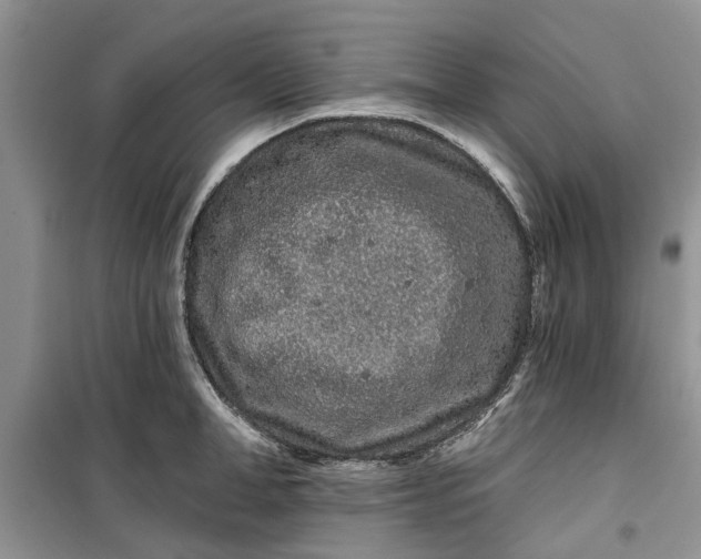 X0000099500998200805291124