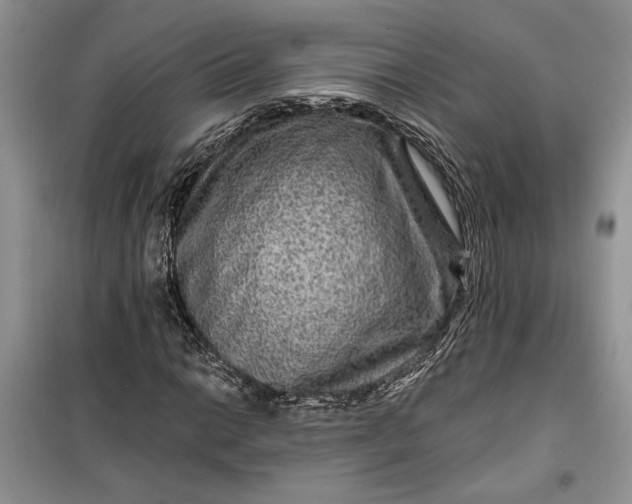 X0000099501014200805291123