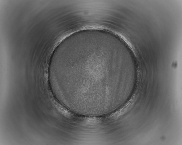 X0000099501025200805291123