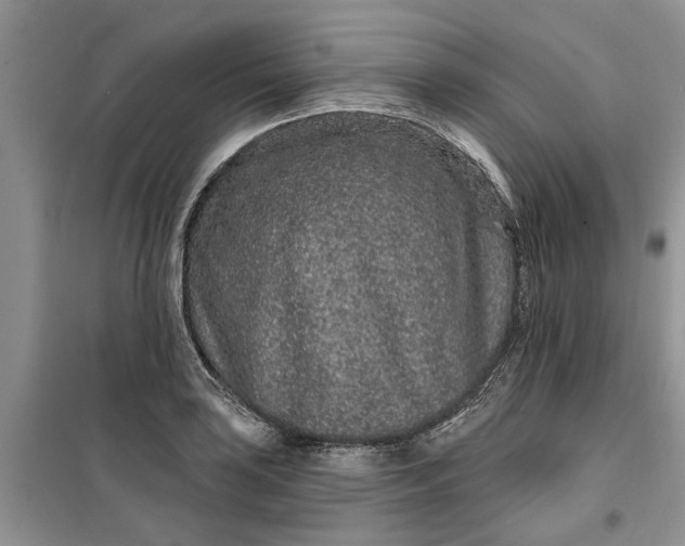 X0000099501035200805291123