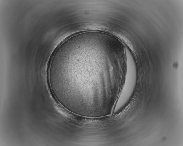 X0000099501039200805291124