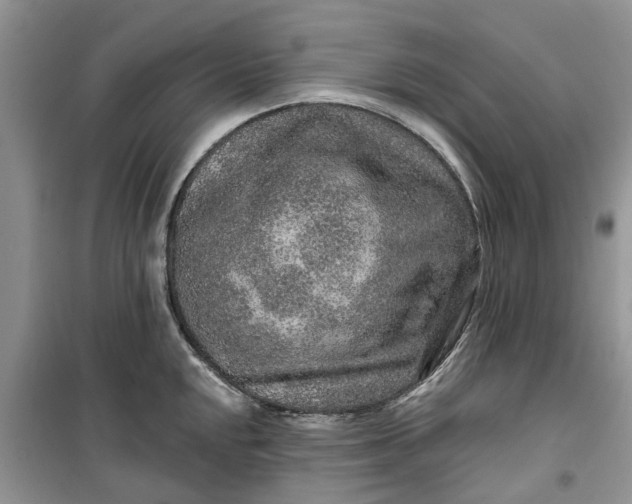 X0000099501048200805291124