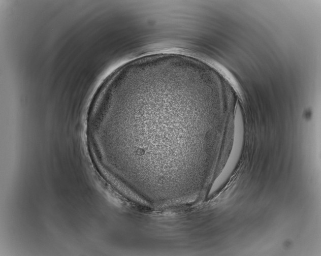 X0000099501051200805291124