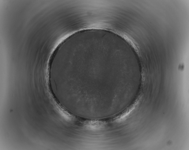 X0000099501077200805291123