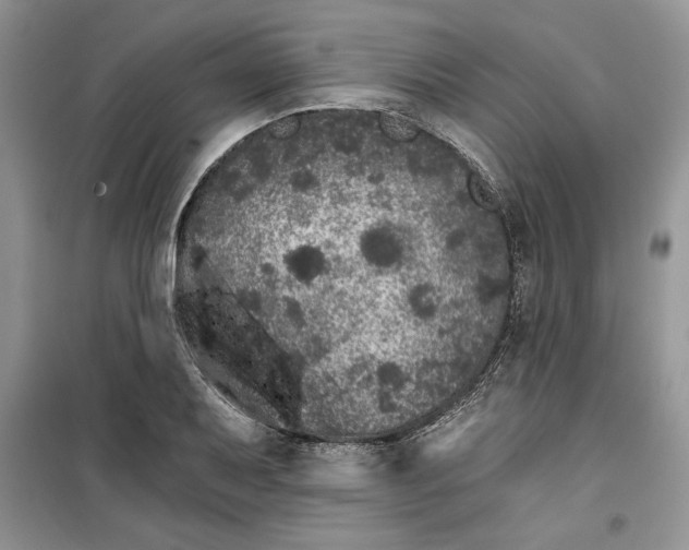 X0000099501079200805291123