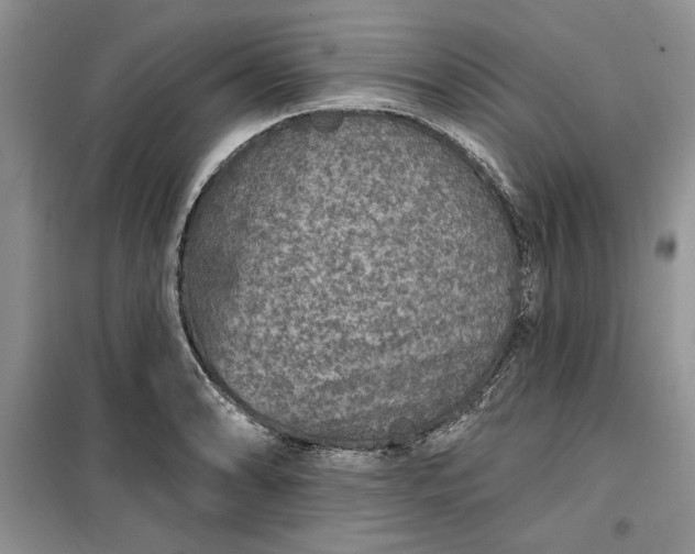 X0000099501086200805291123