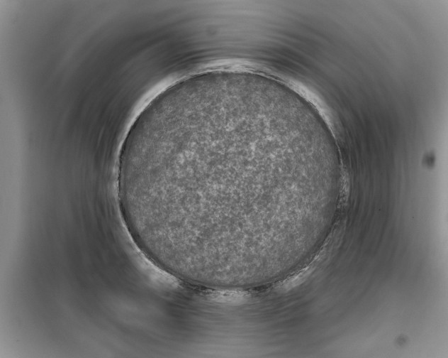 X0000099501090200805291123