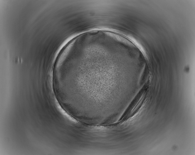 X0000099501100200805291122