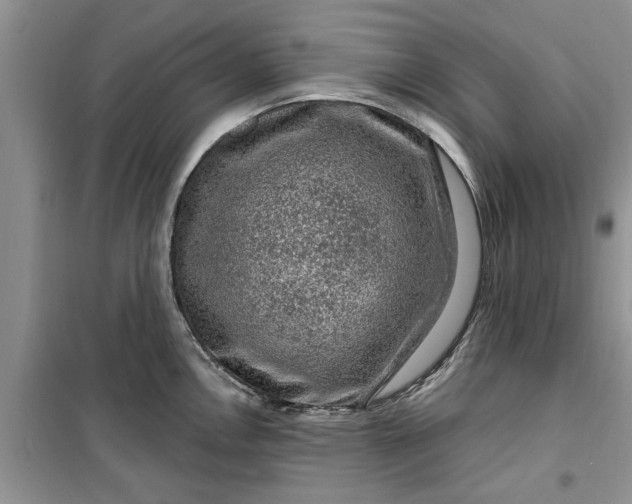 X0000099501146200805291122