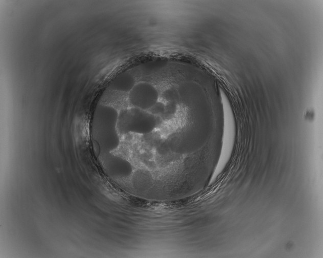 X0000099501155200805291122