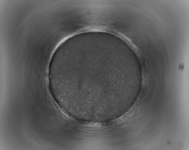X0000099501174200805291121