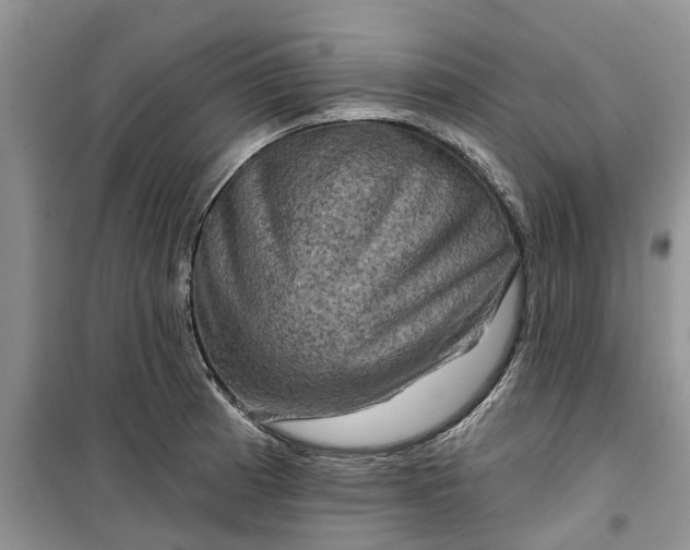 X0000099501185200805291121
