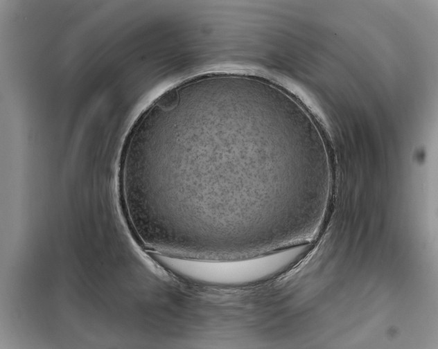 X0000099501237200805291121