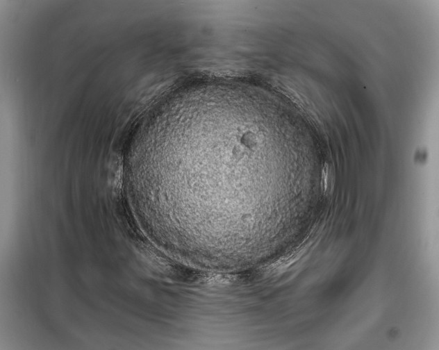 X0000099501251200805291120