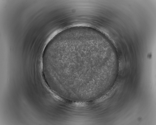 X0000099501274200805291120