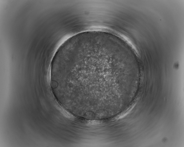 X0000099501275200805291120