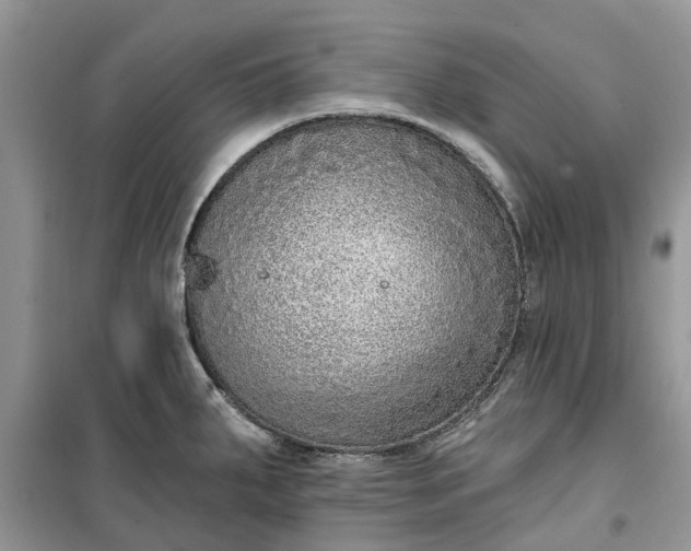 X0000099501287200805291120