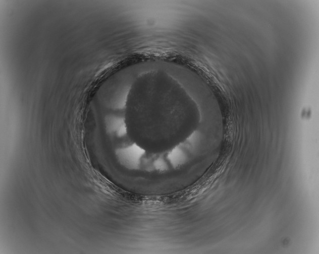 X0000099501297200805291119