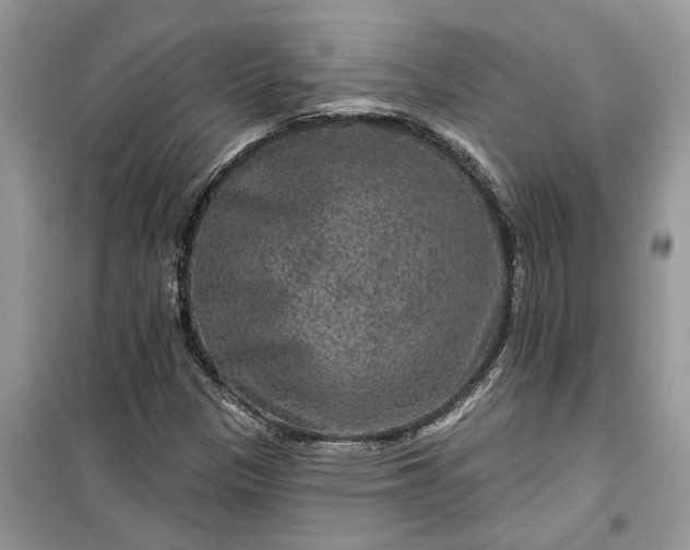 X0000099501305200805291119