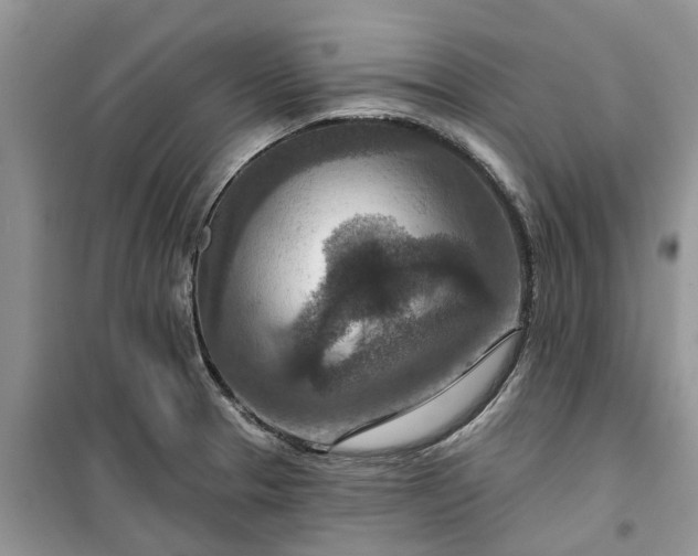 X0000099501329200805291119