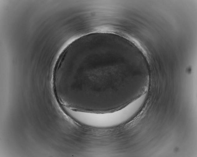X0000099501331200805291120