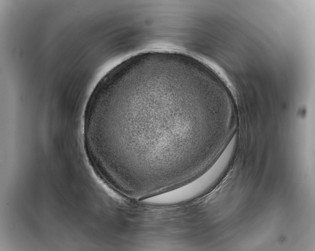 X0000099501335200805291120