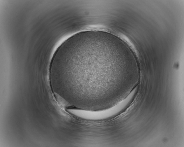 X0000099501336200805291120