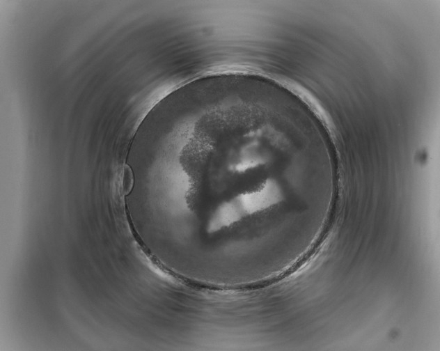 X0000099501337200805291120