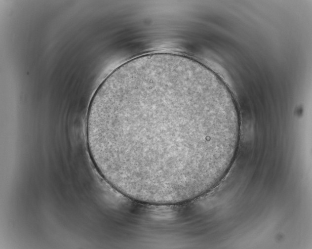 X0000099501338200805291120