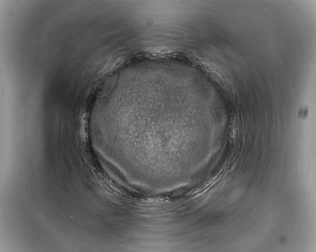 X0000099501346200805291119
