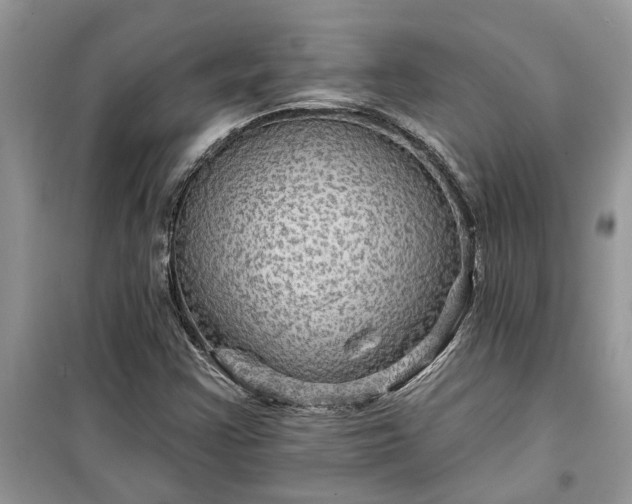 X0000099501355200805291119