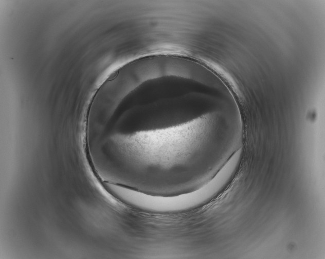 X0000099501383200805291118